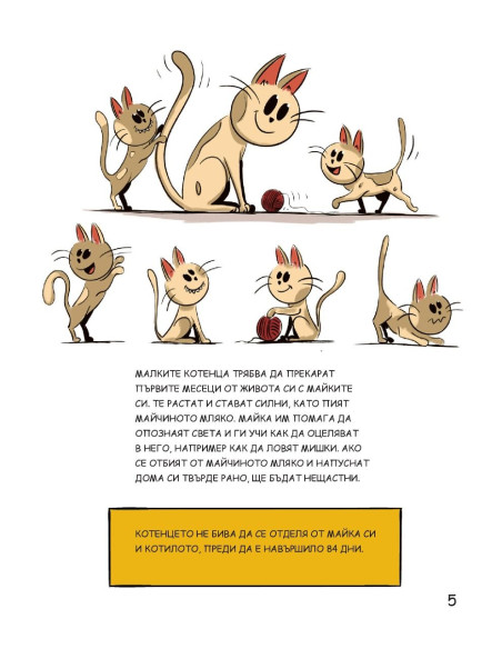 Котките са страхотни, но