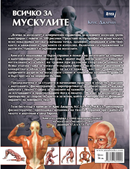 Всичко за мускулите